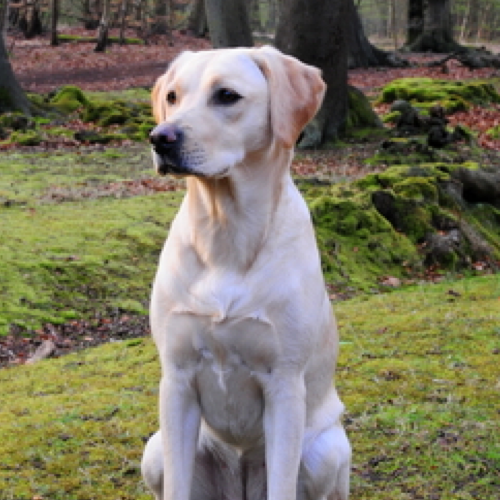 Do Labradors Need Professional Grooming