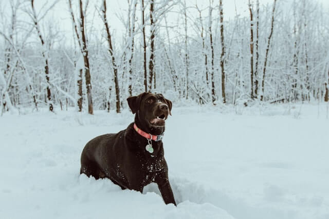 Do Labradors Need Snow Boots