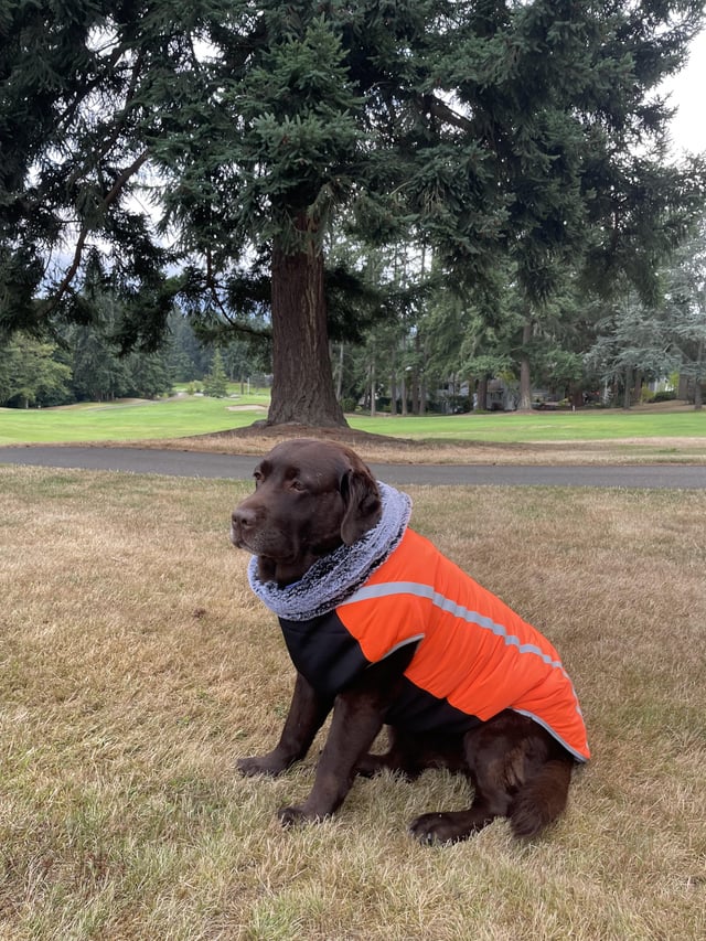 Do Labradors Need Winter Coats