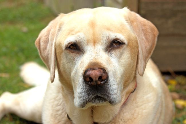 Do Labradors Noses Change Color