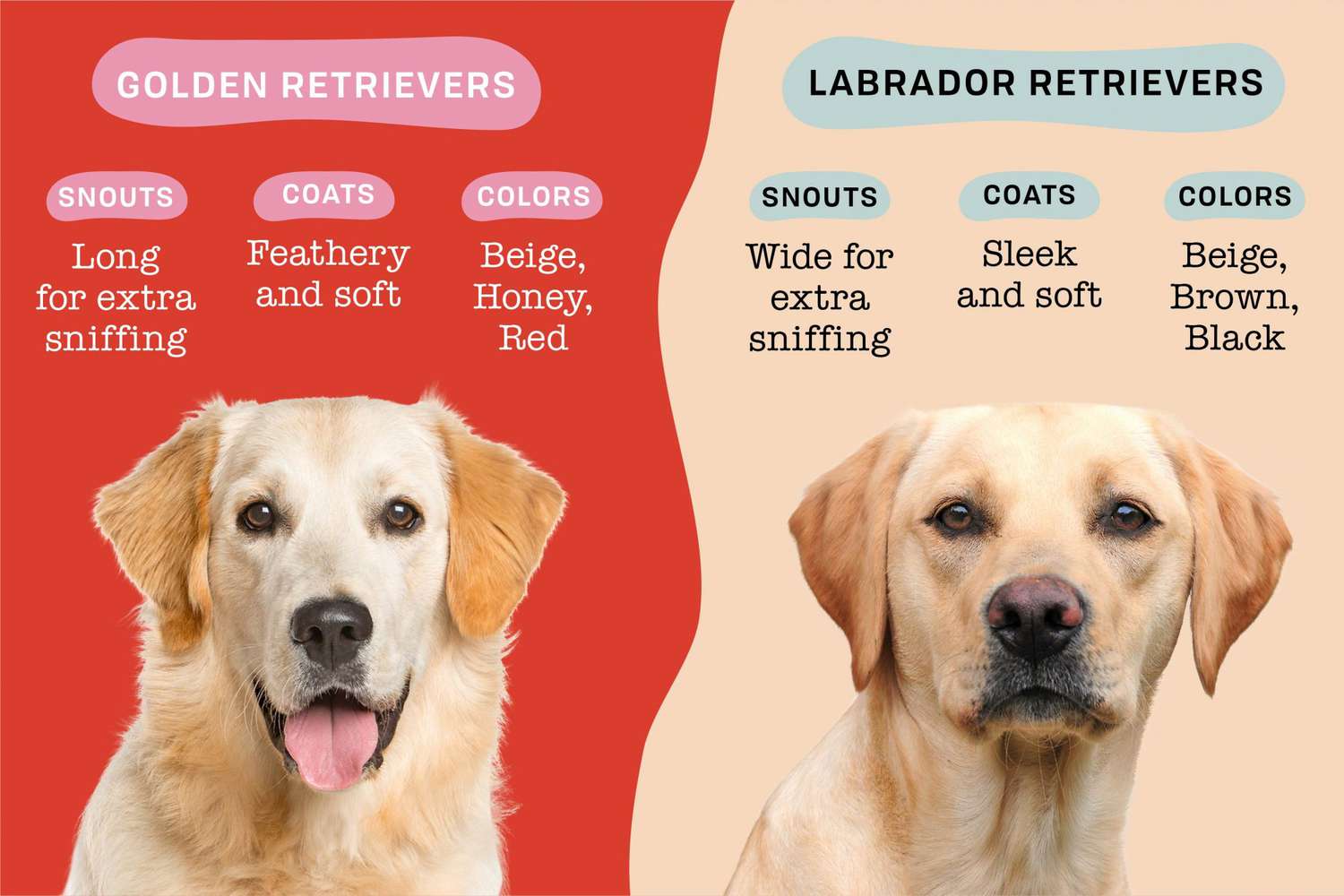 Do Labradors Shed More Than Golden Retrievers