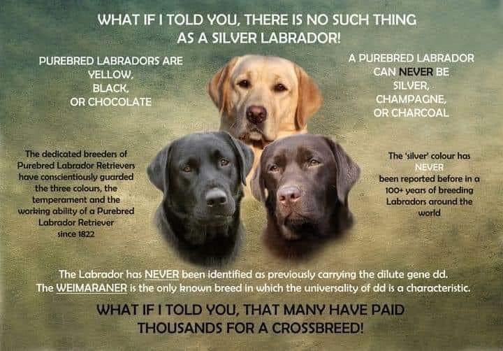 Does the Color of a Labrador Retriever Make a Difference