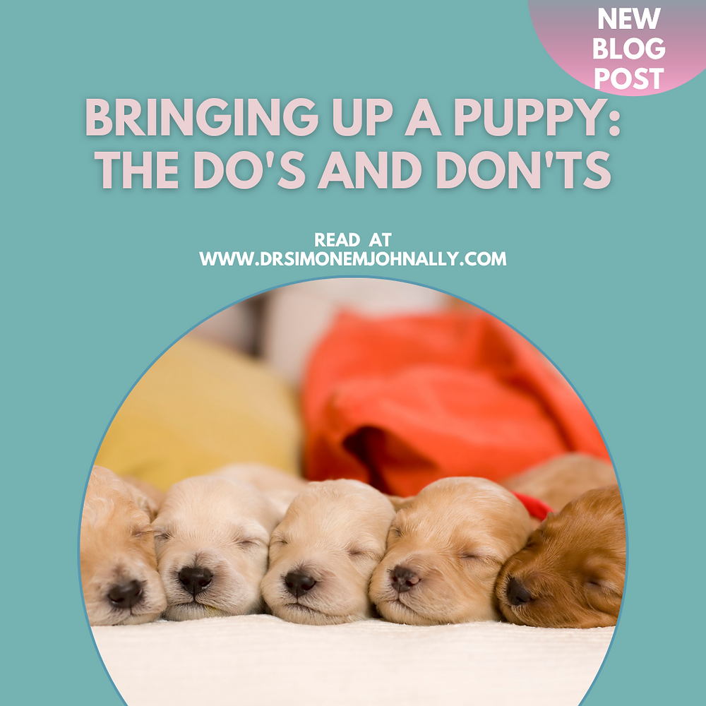 Do'S And Don'Ts for Labrador Puppies