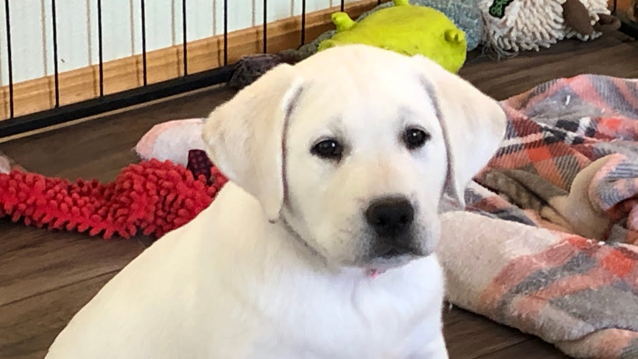 How Big is a Labrador Puppy at 8 Weeks