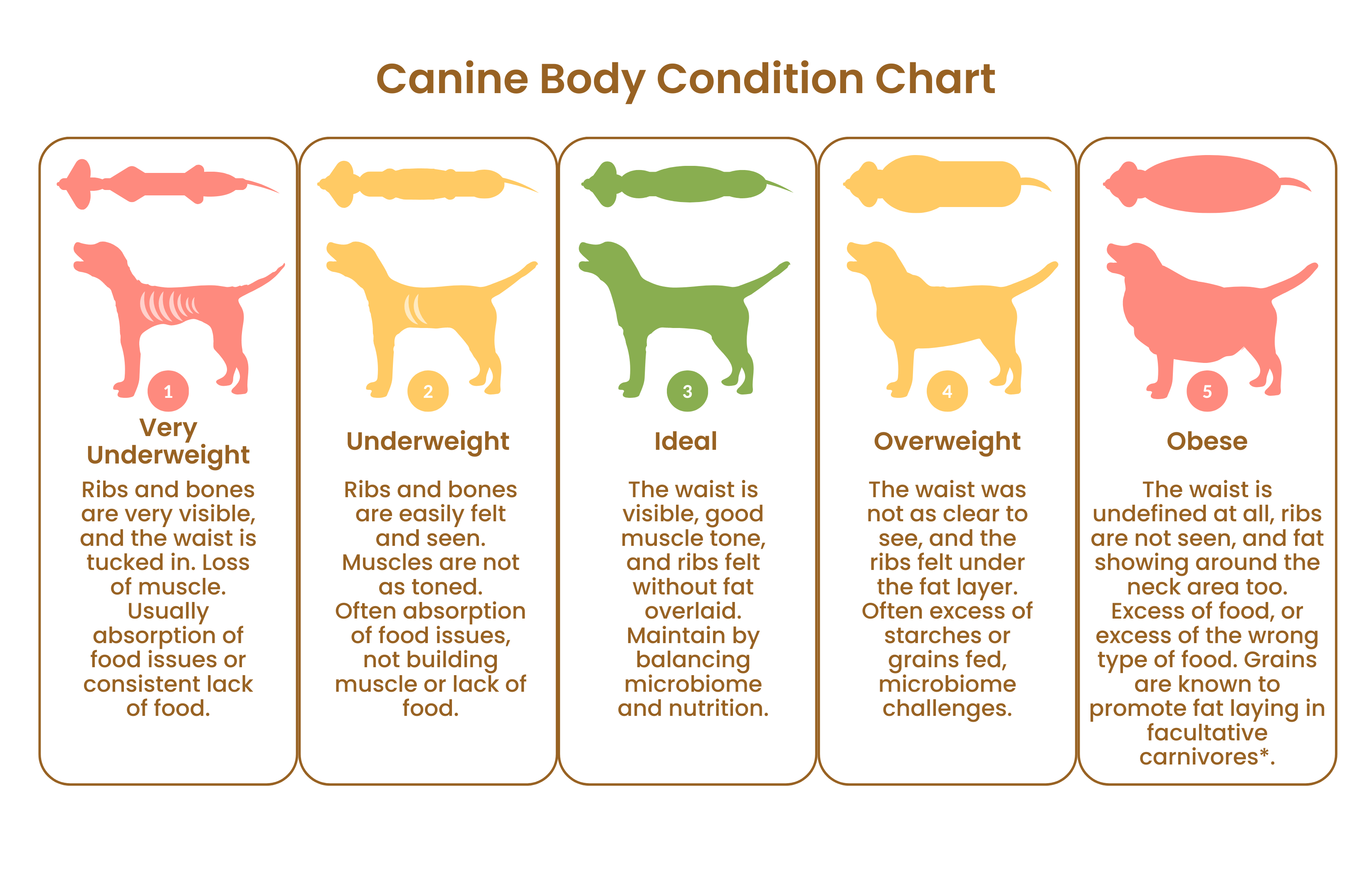 How Can I Help My Labrador Lose Weight