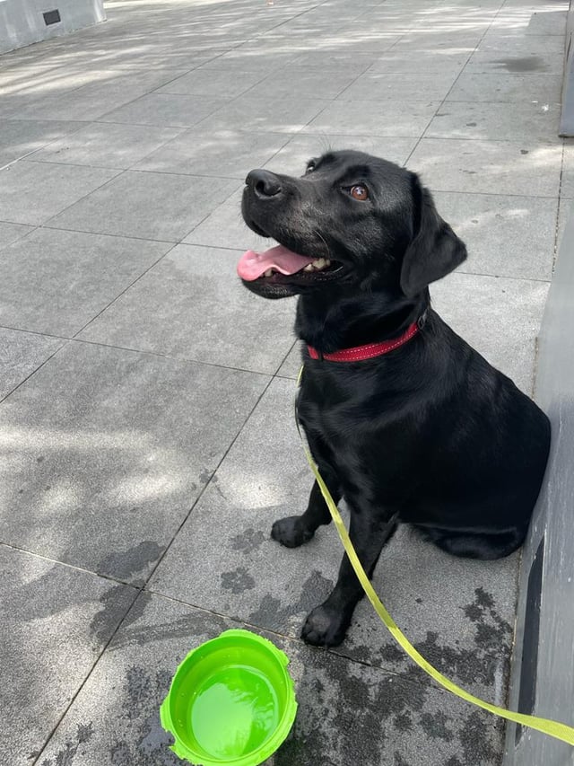 How Far Can I Walk My Labrador Puppy