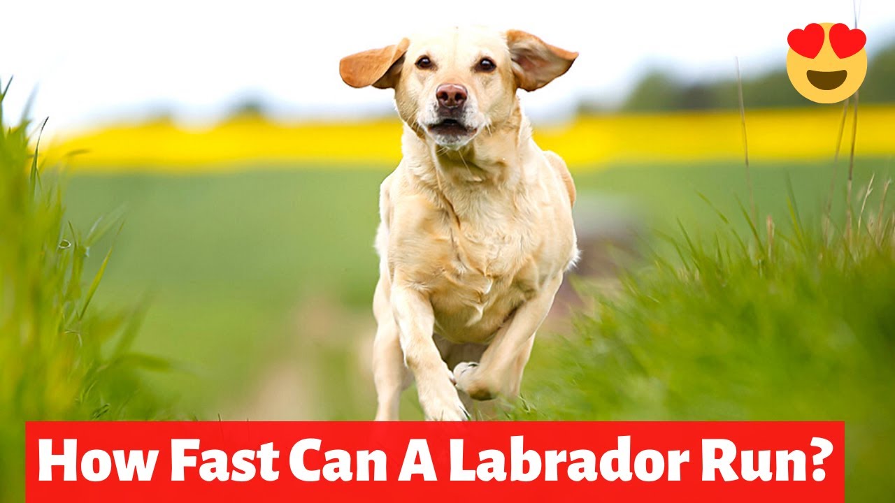 How Fast Can a Labrador Retriever Run