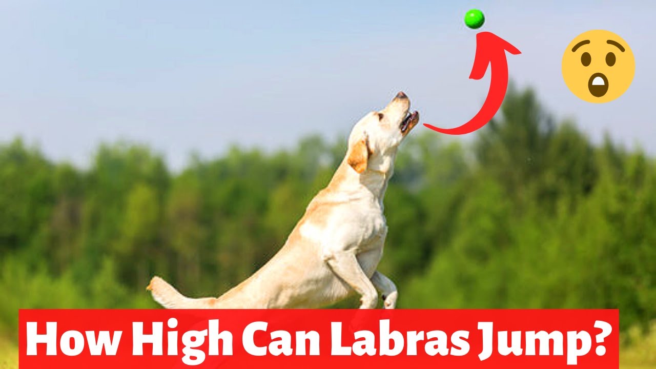 How High Can a Labrador Retriever Jump