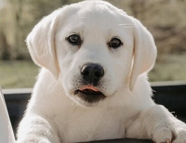 How Long Do English Labradors Live