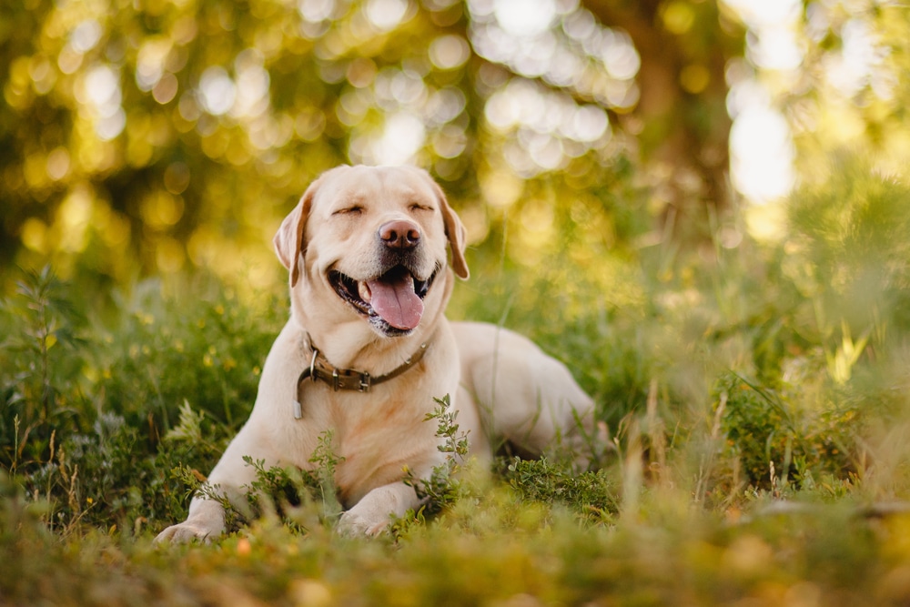 How Long Do Golden Labrador Retrievers Live