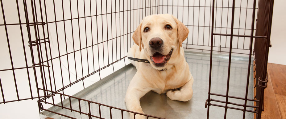 How Long Do Labrador Puppies Sleep at Night