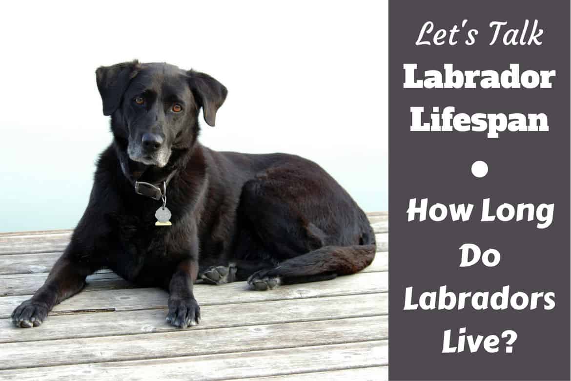 How Long Do Labradors Live Female