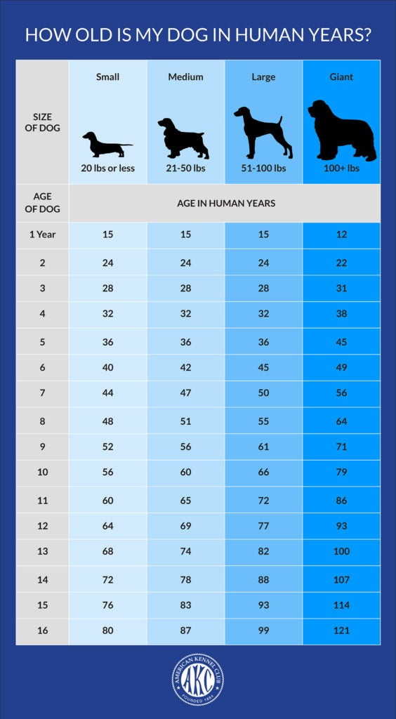 How Long Do Labradors Live in Human Years