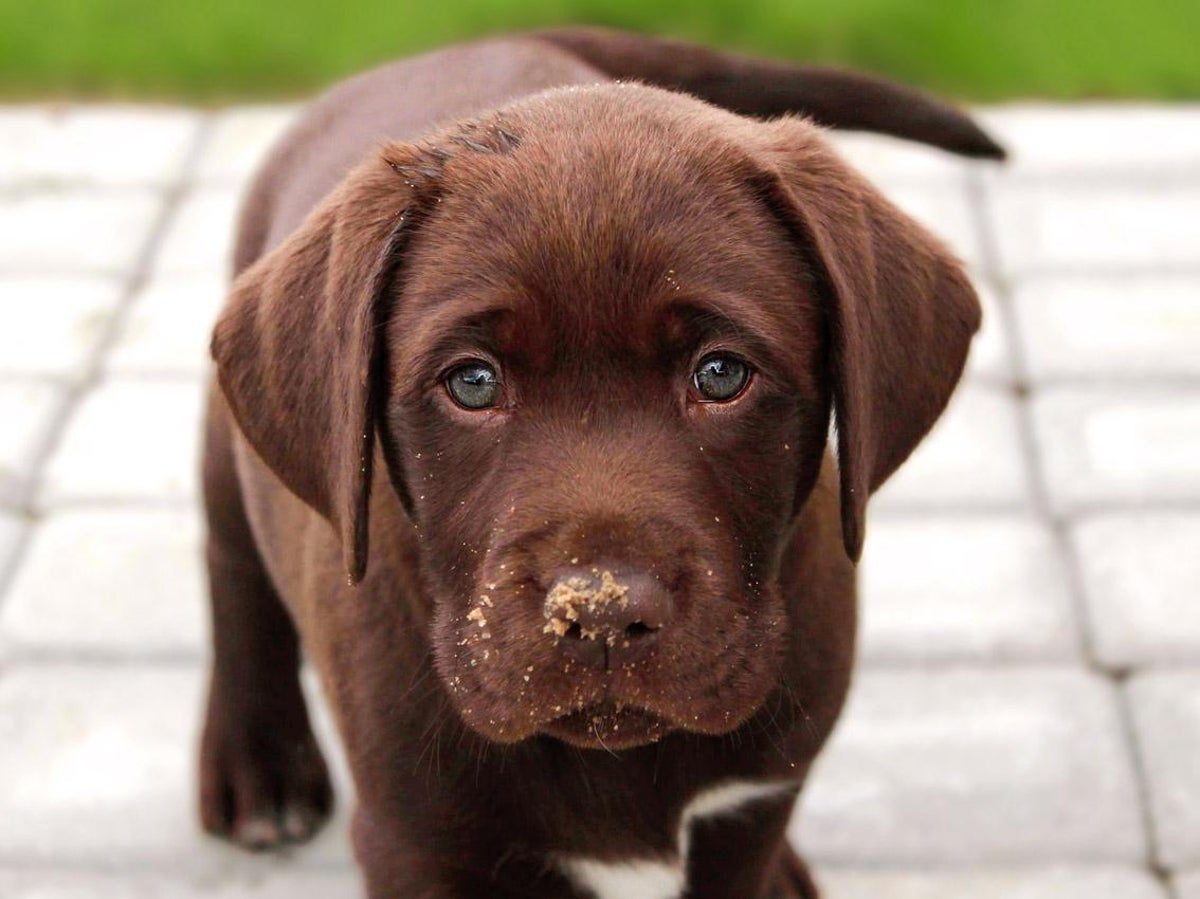 How Long Do Labradors Live Uk