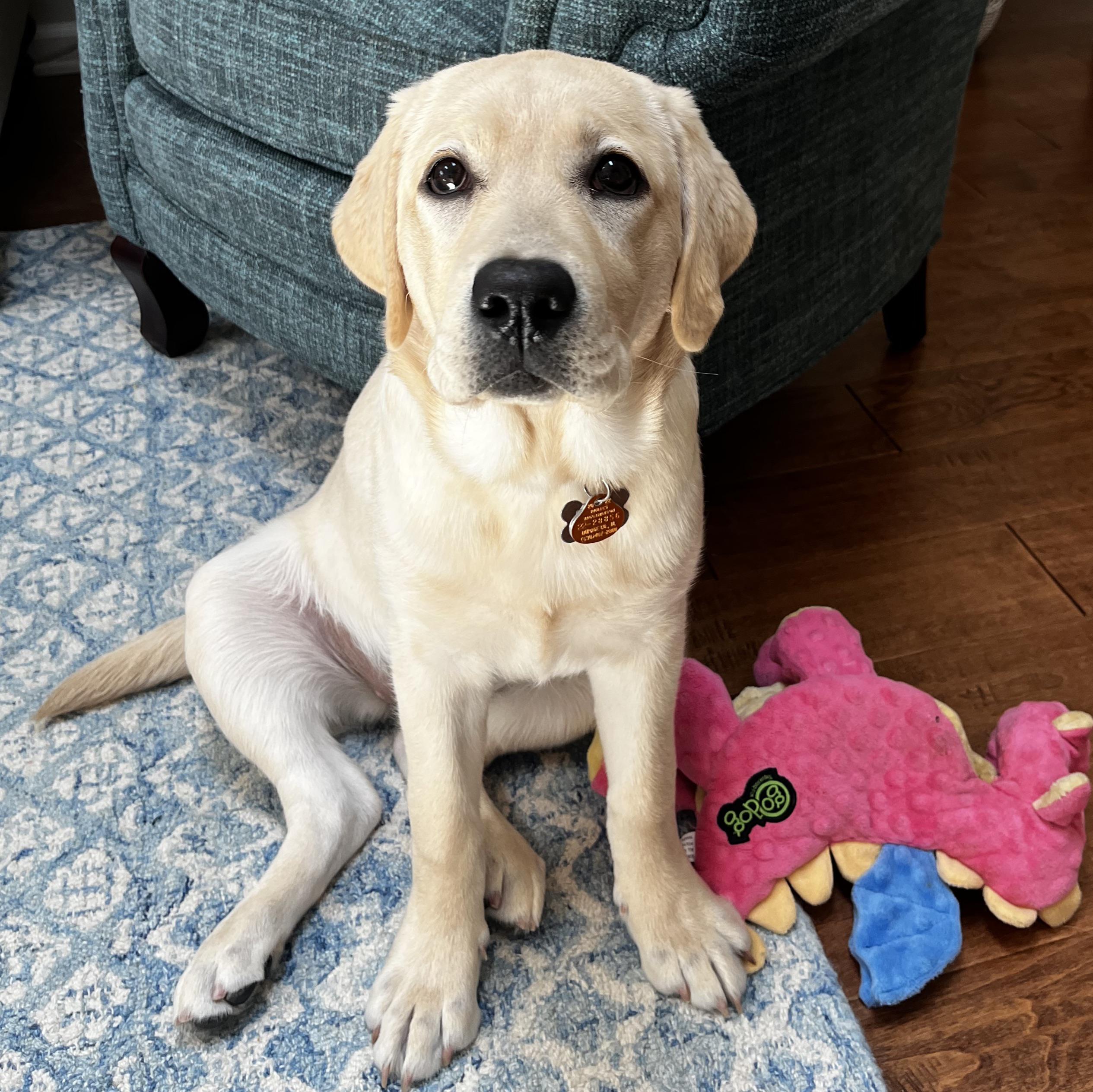 How Long Do Labradors Need to Be Walked