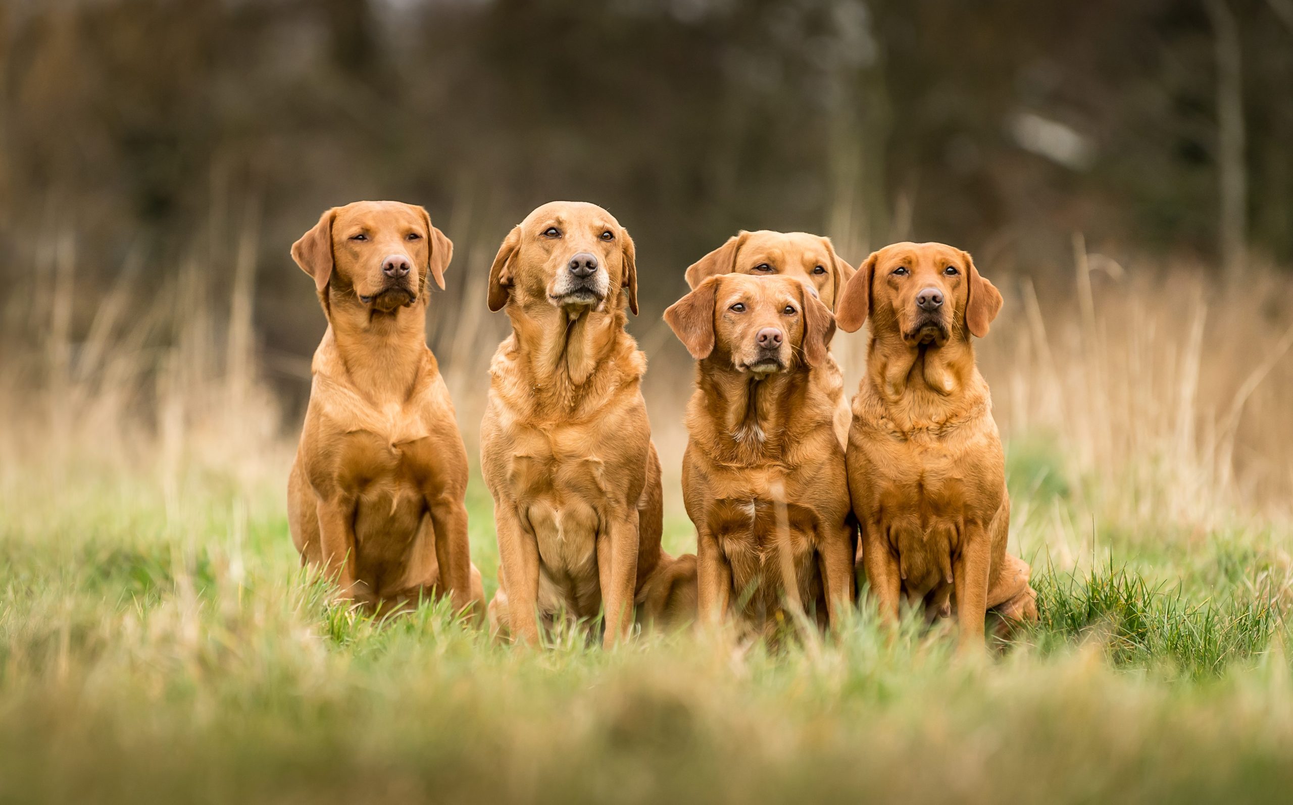 How Long Do Red Fox Labradors Live