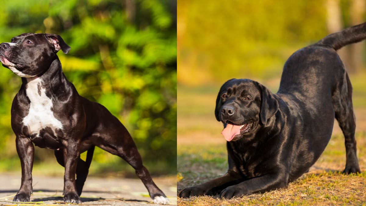 How Long Do Staffy Cross Labradors Live