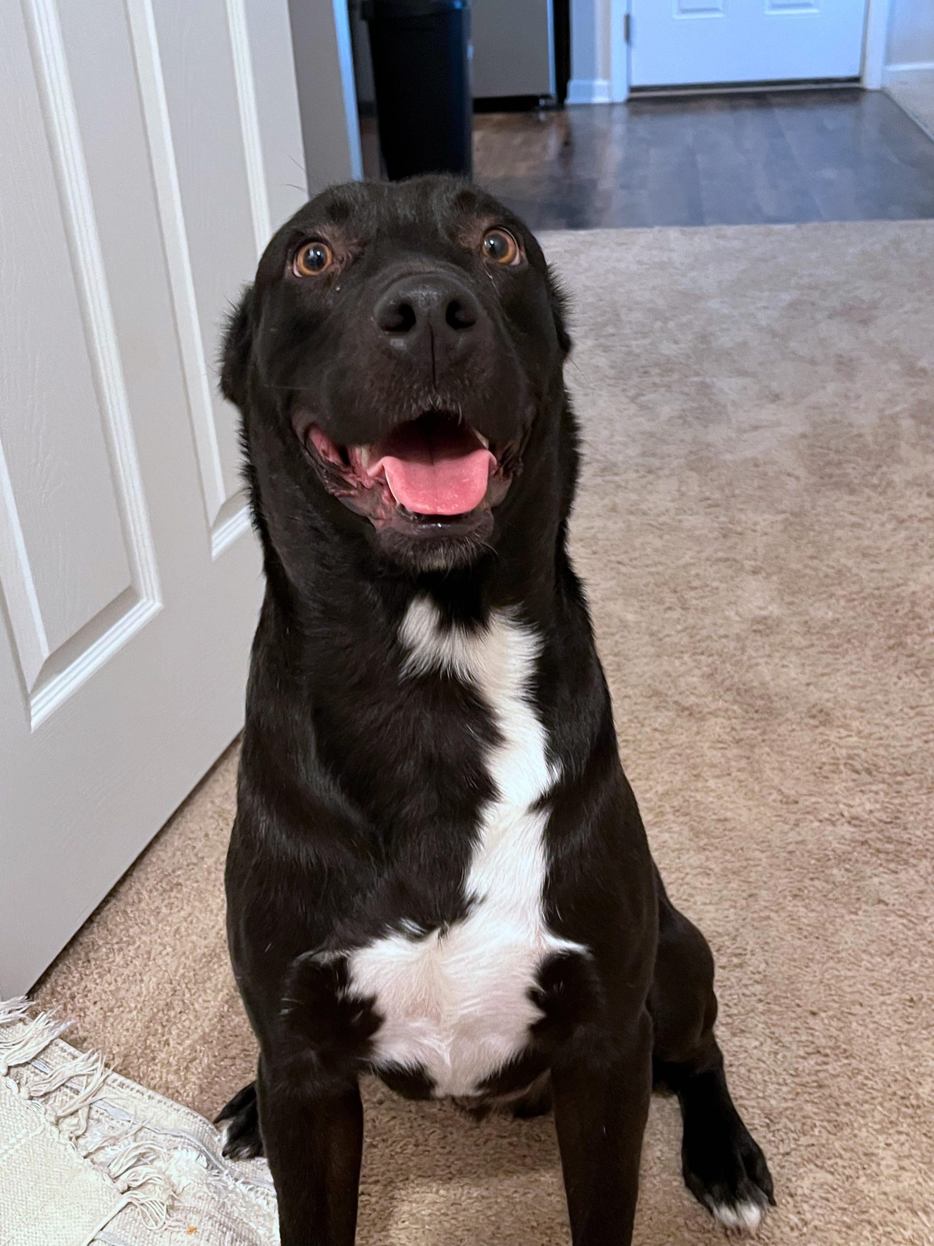 How Long Does a Black Labrador Live