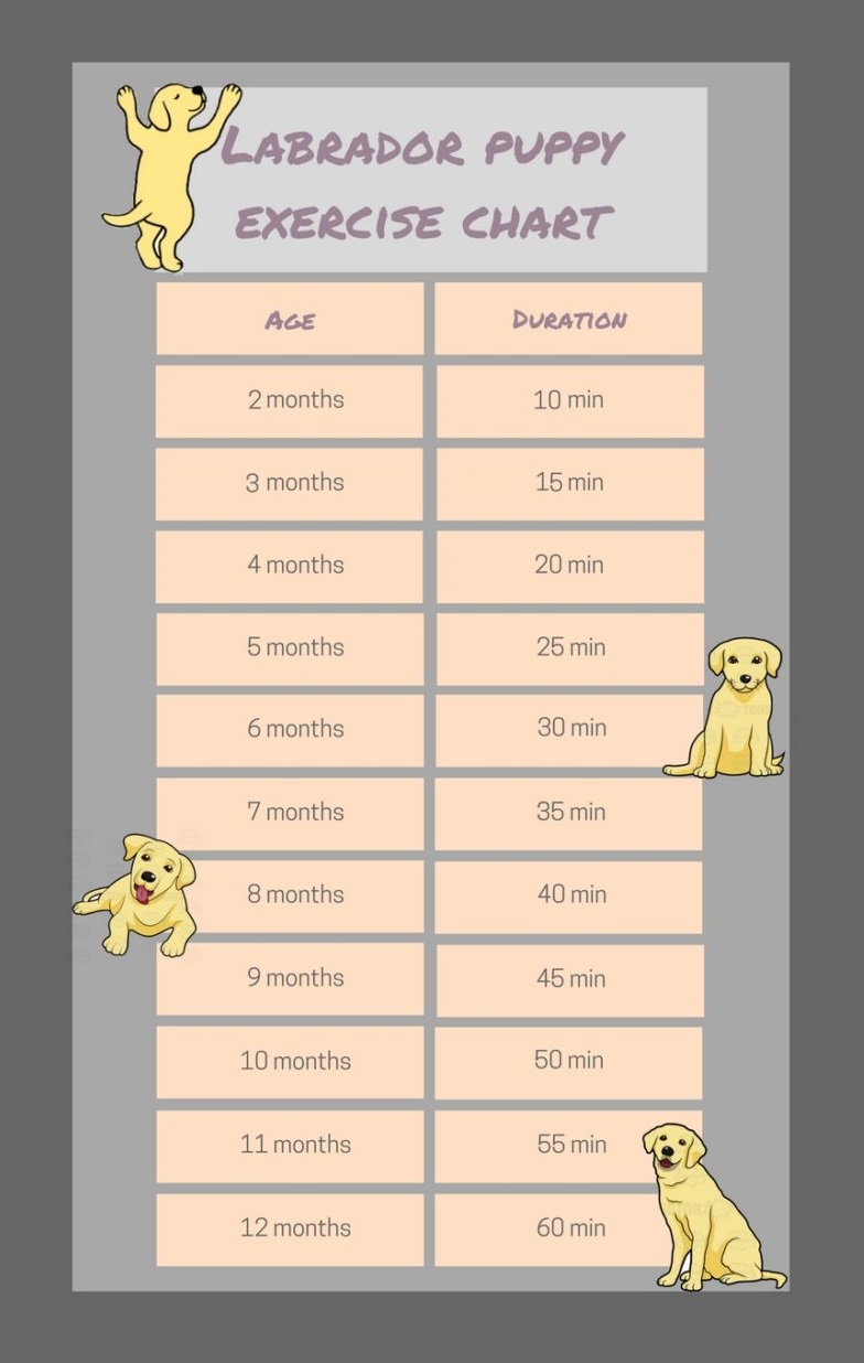 How Long Should You Walk a Labrador Puppy