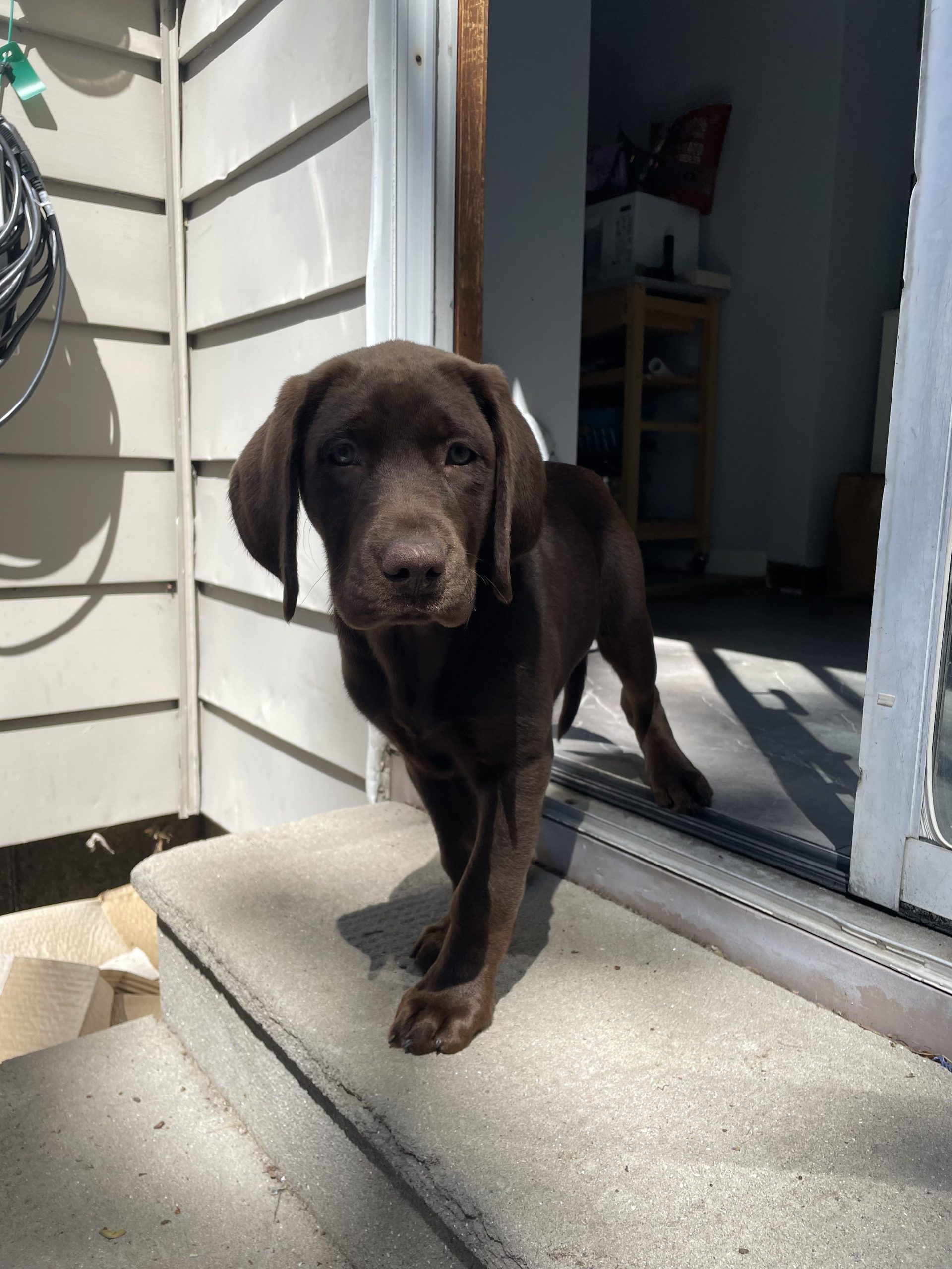 How Many Calories Should a Labrador Puppy Eat