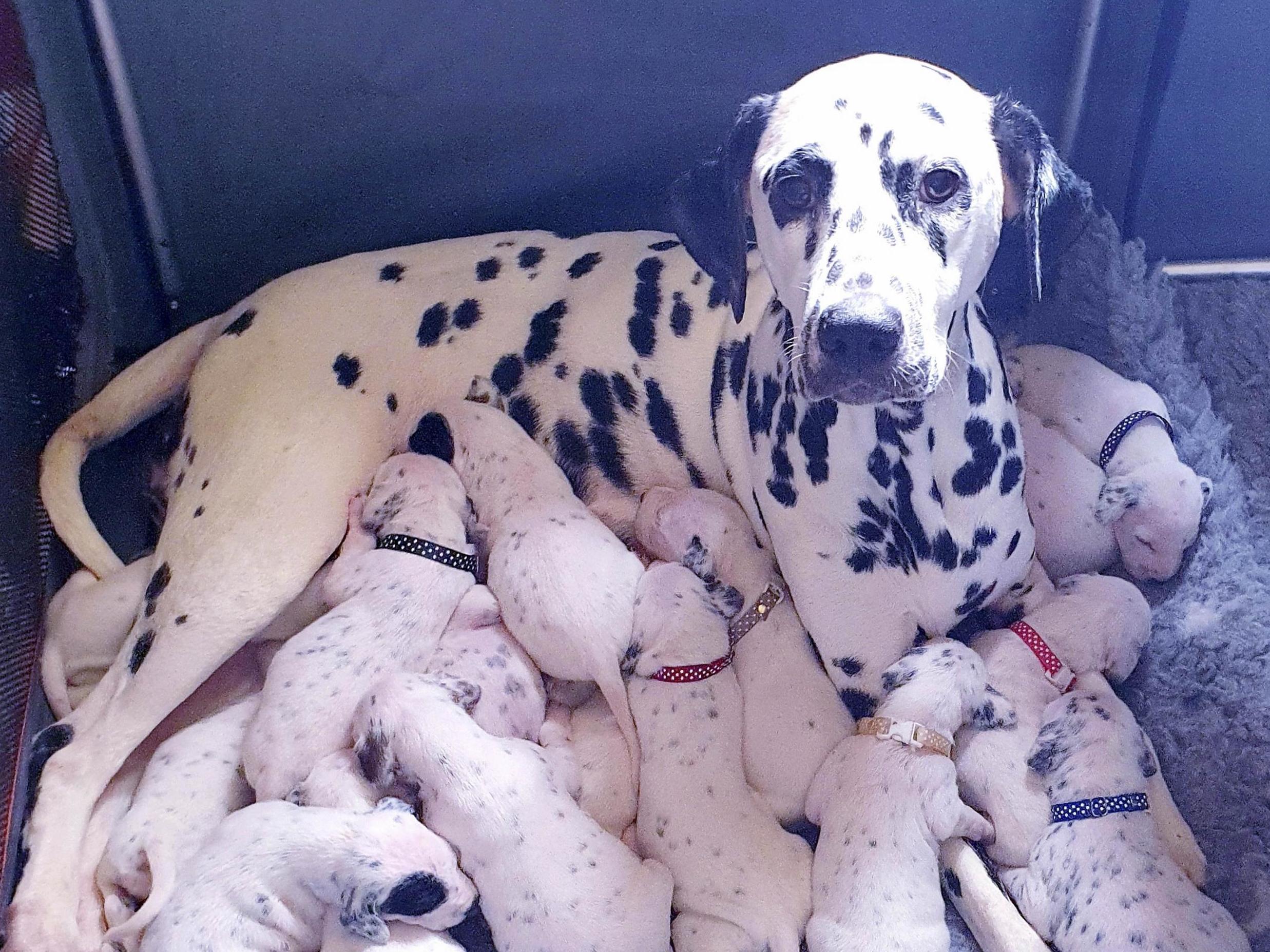 How Many Puppies Can a Labrador Have the First Time