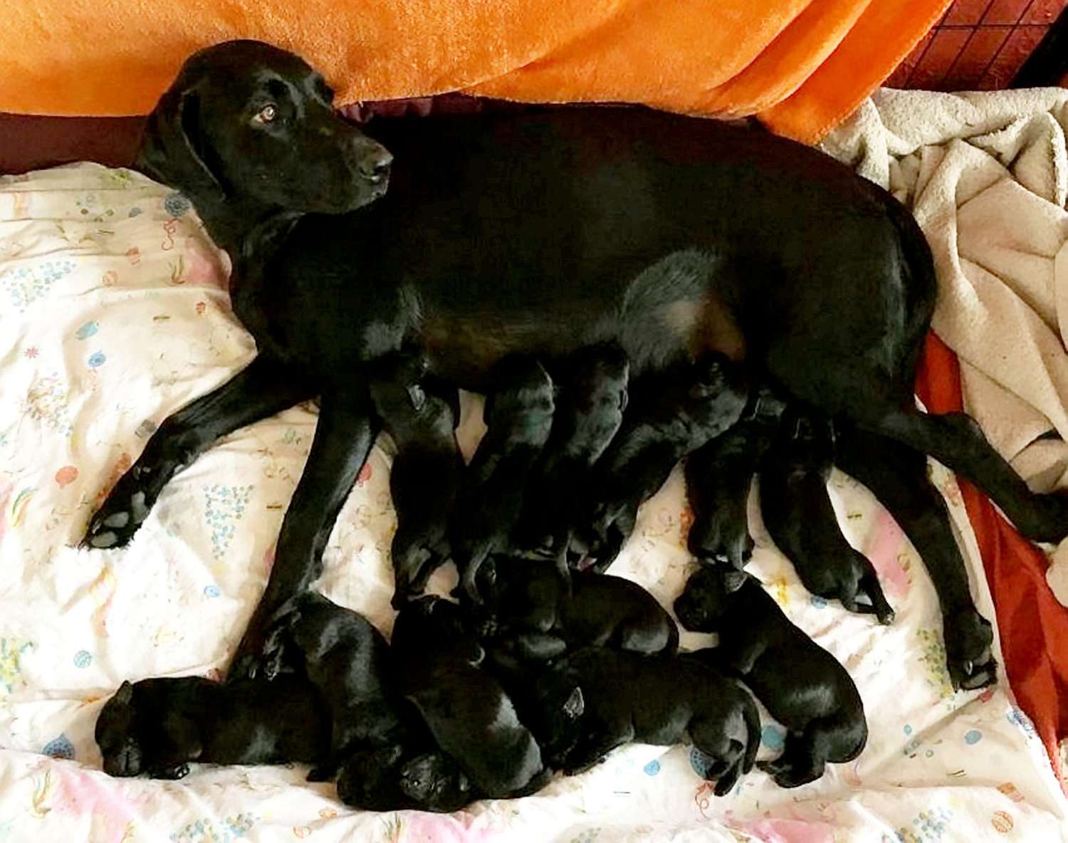 How Many Puppies Do Labradors Have in Their First Litter