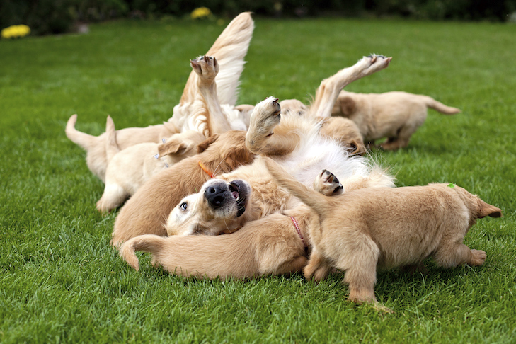 How Many Puppies Does a Labrador Have