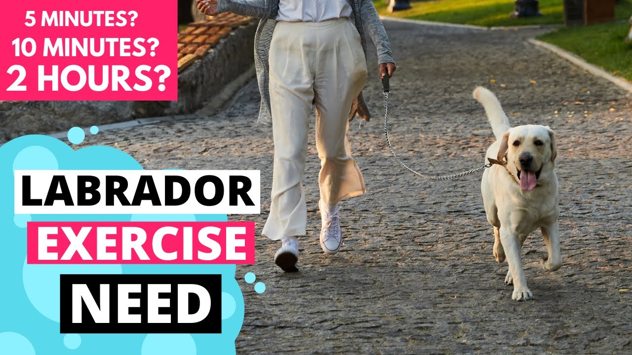 How Many Walks Does a Labrador Need