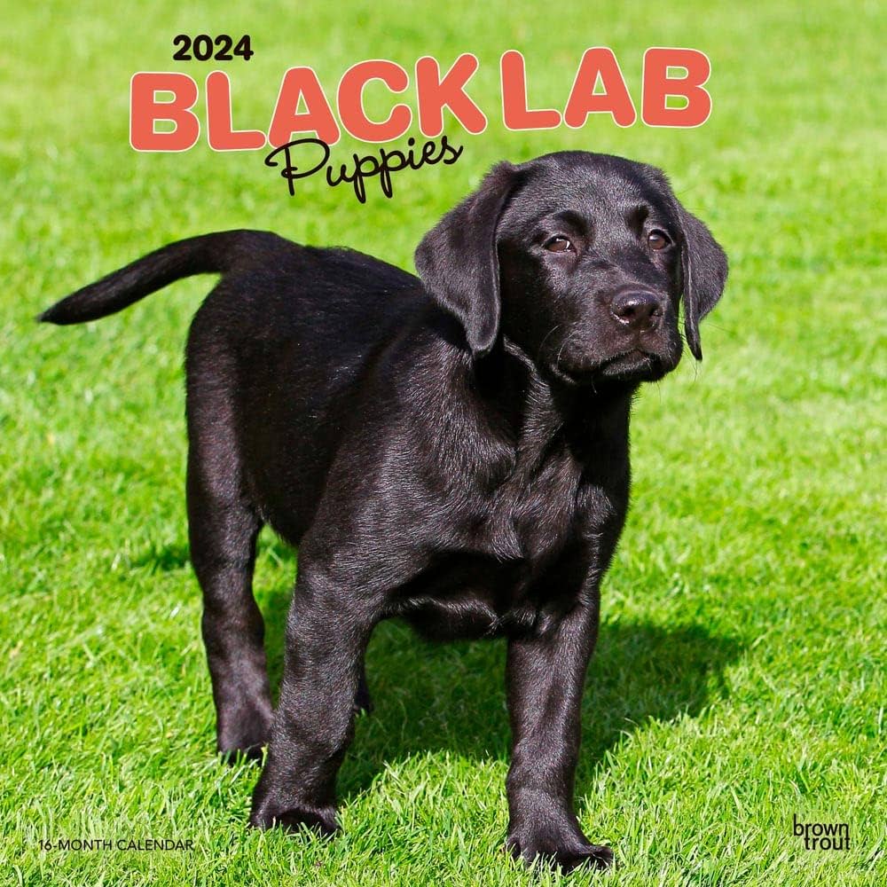 How Much are Black Labrador Puppies