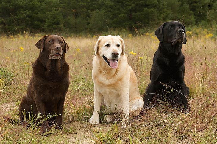 How Much are Purebred Labrador Puppies