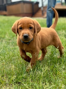 How Much are Red Labrador Puppies