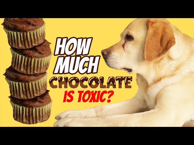 How Much Chocolate Can Kill a Labrador