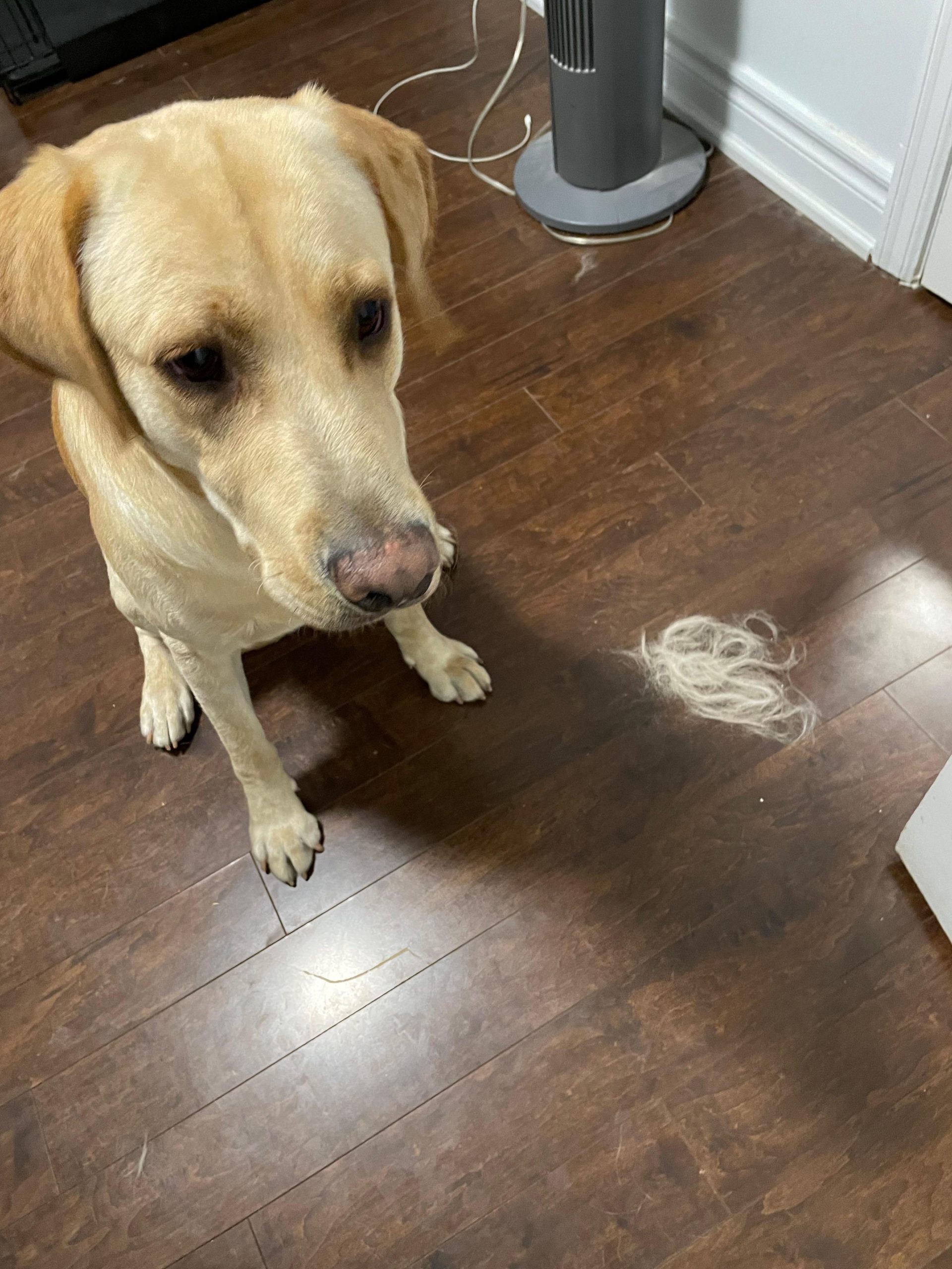 How Much Do Labrador Retrievers Shed