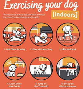 How Much Exercise Does a Labrador Need