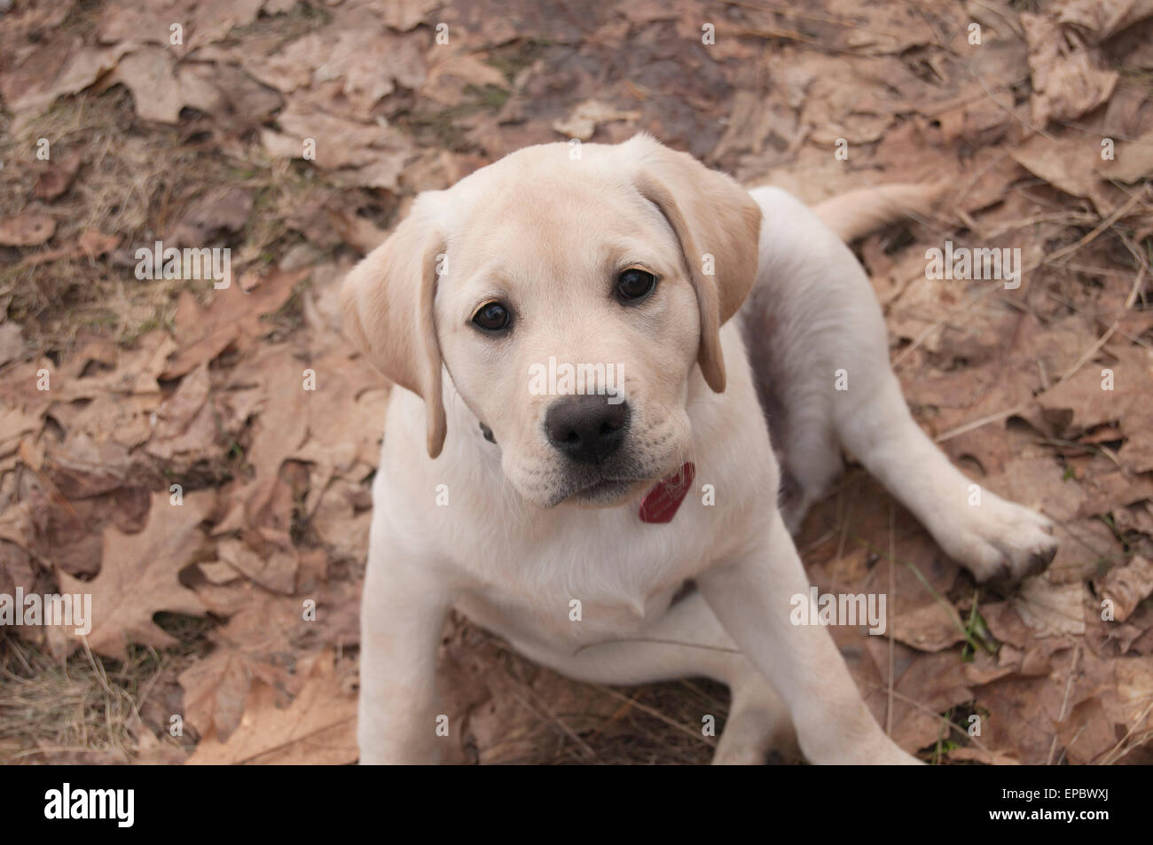 How Much is a Labrador Puppy in Canada