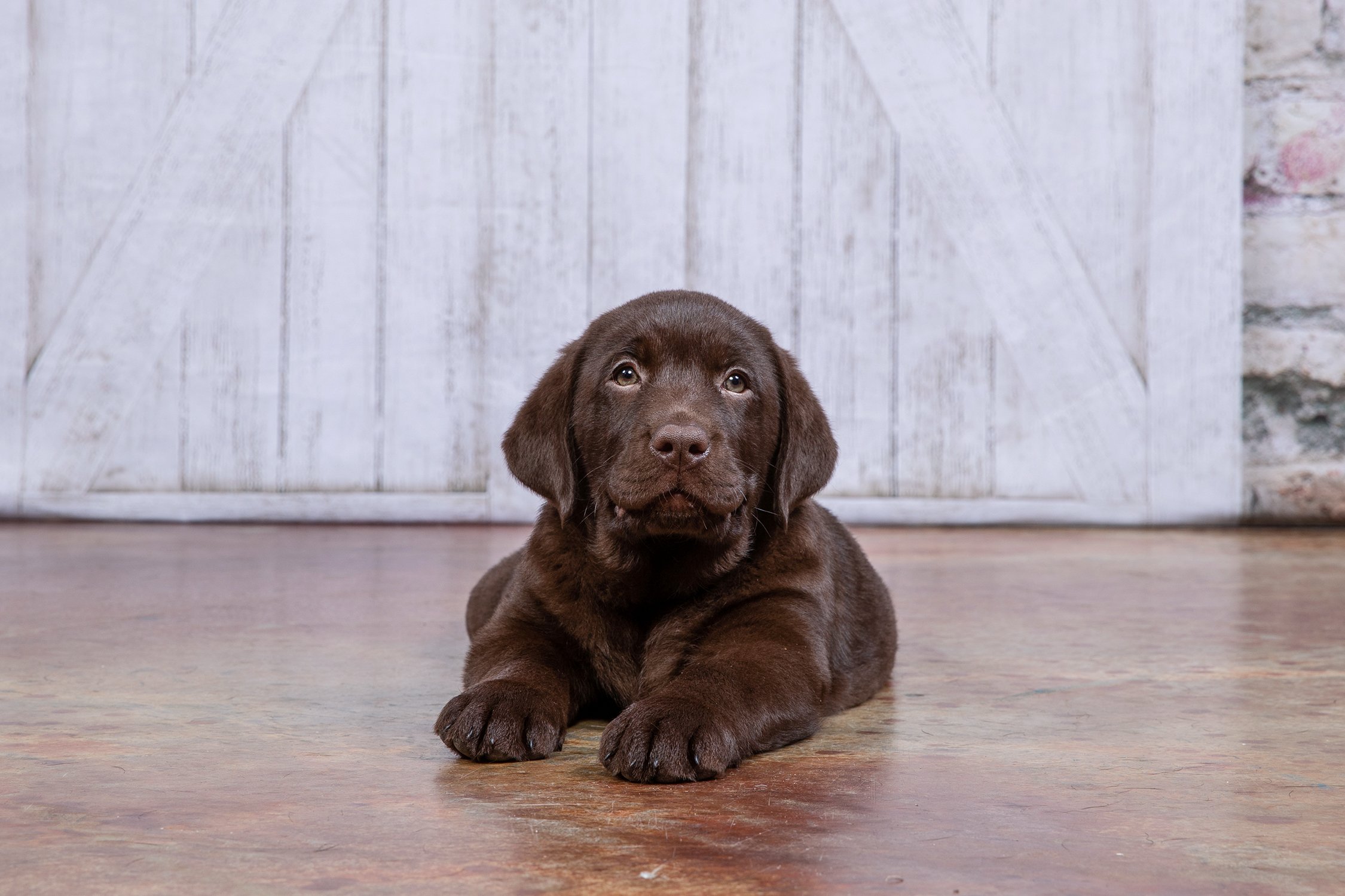 How Much is a Labrador Puppy