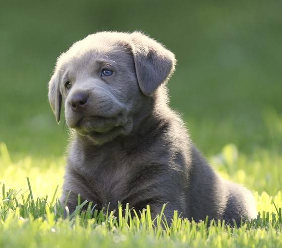 How Much is a Silver Labrador Puppy