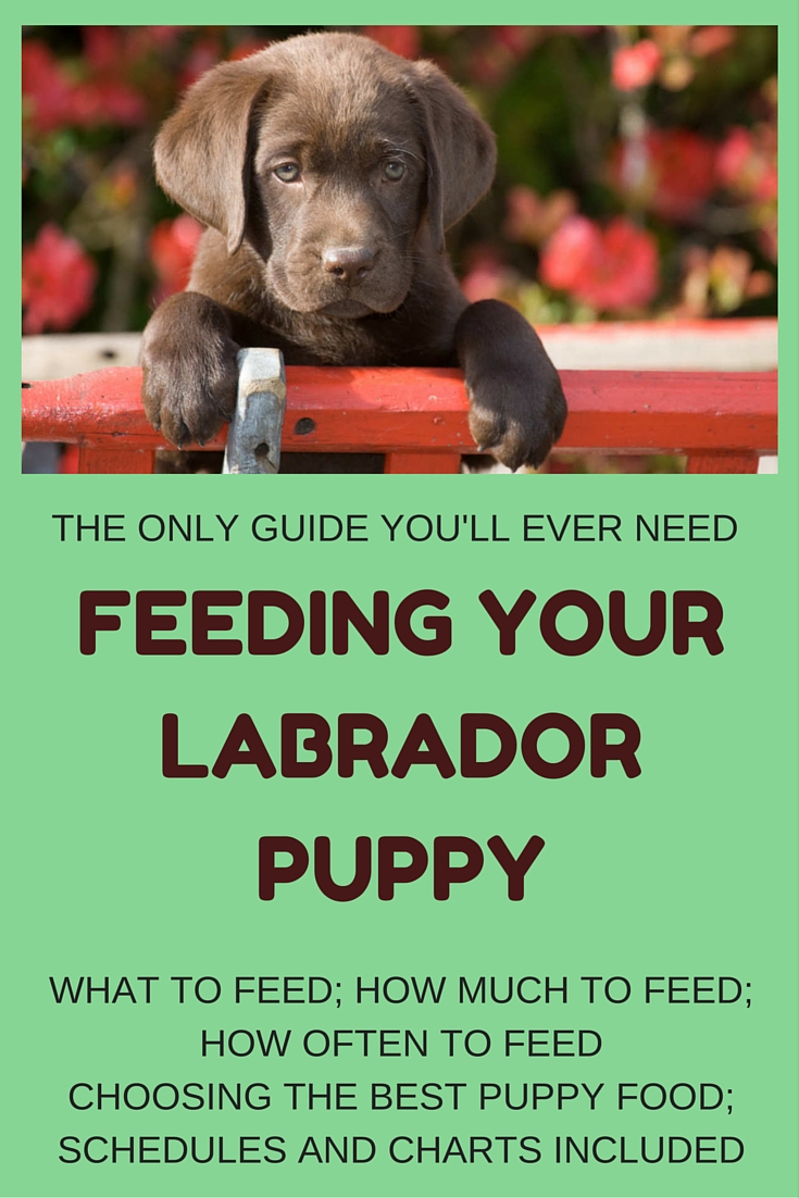 How Much Kibble to Feed Labrador Puppy