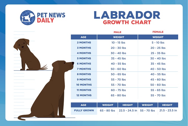 How Much Should a 10 Week Old Labrador Puppy Weigh