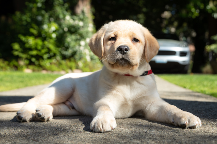 How Often to Bathe Labrador Puppy