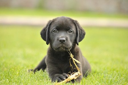 How to Calm Labrador Puppy