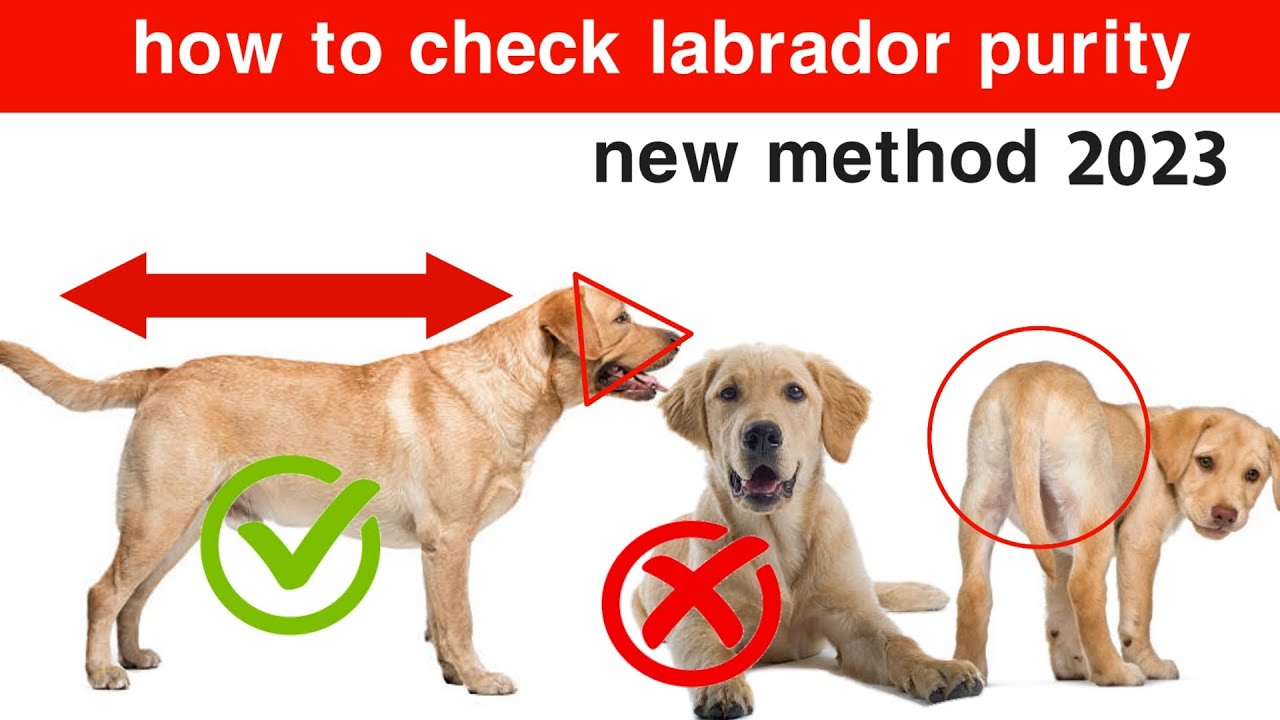 How to Check Pure Breed Labrador Puppy