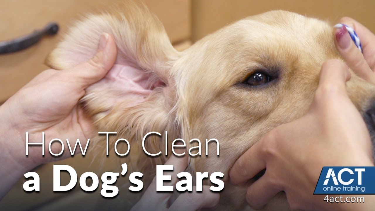 How to Clean Labradors Ears