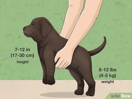 How to Find a Labrador Puppy