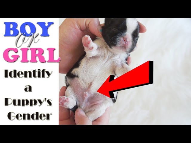 How to Identify Male And Female Labrador Puppy