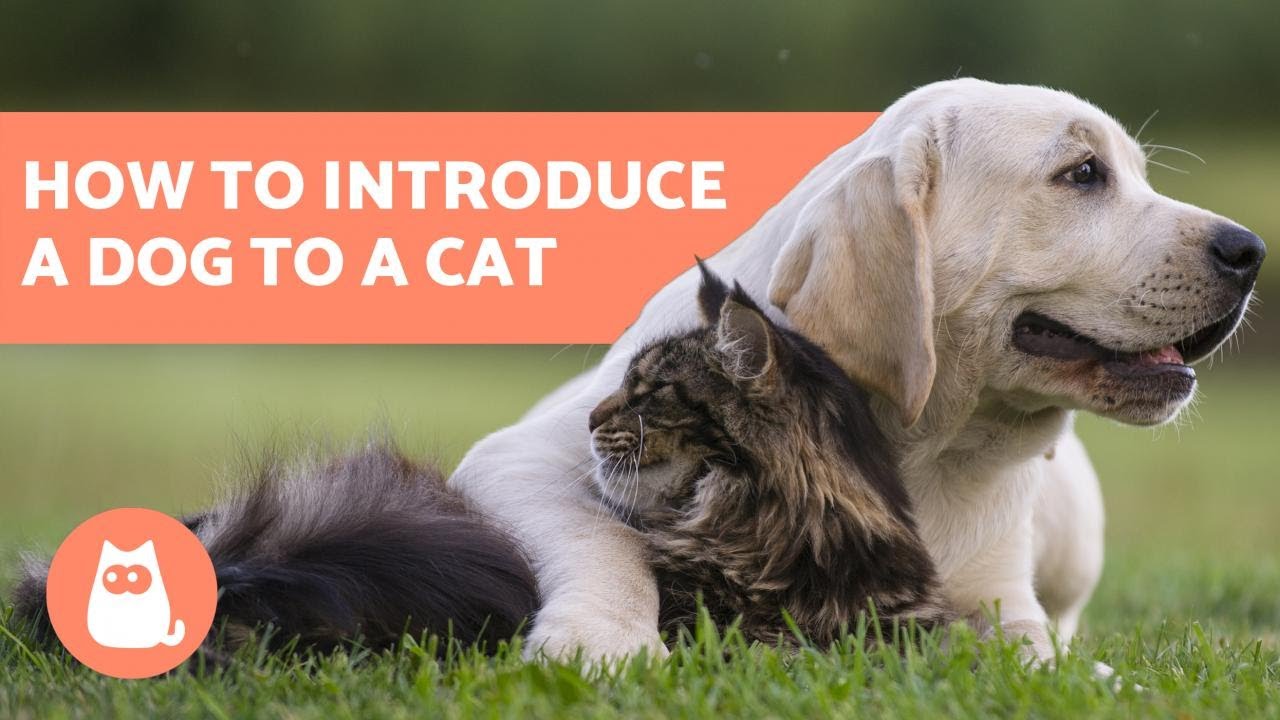 How to Introduce a Labrador to Cats