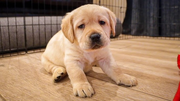 How to Pet a Labrador Puppy