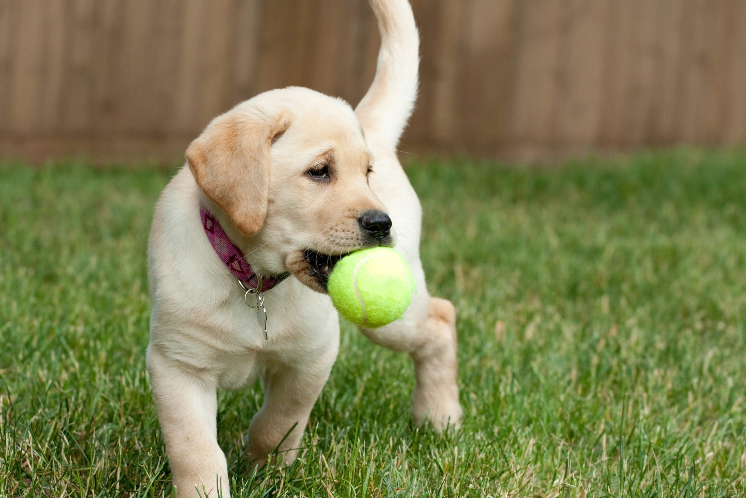 How to Play With Labrador Puppy