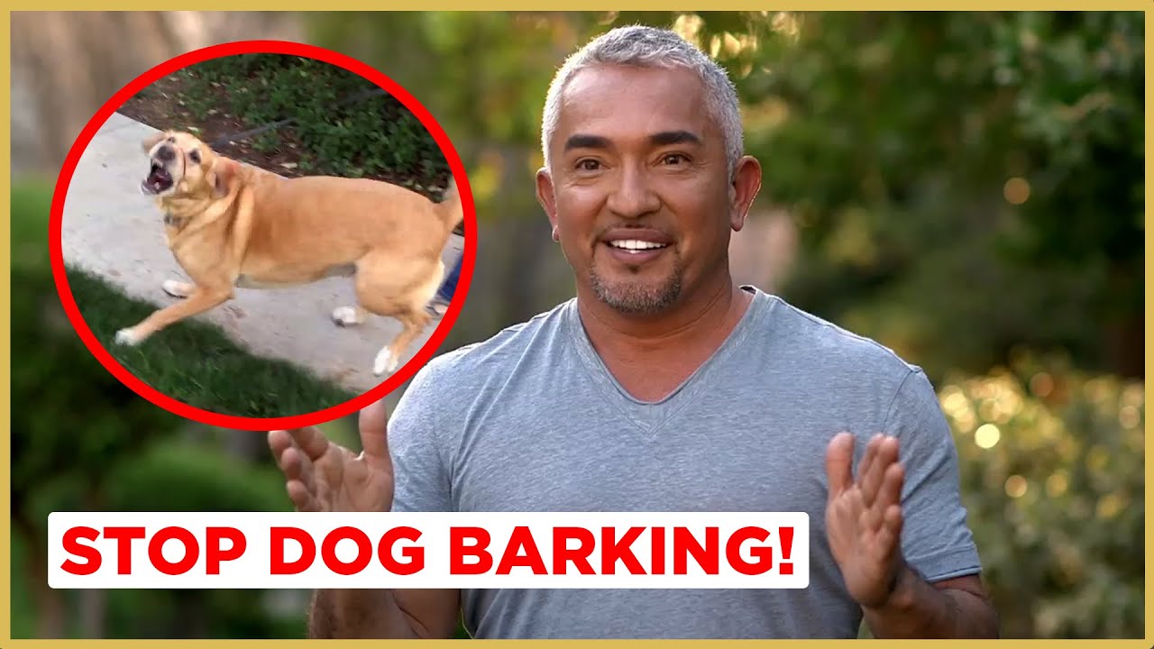 How to Stop a Labrador from Barking