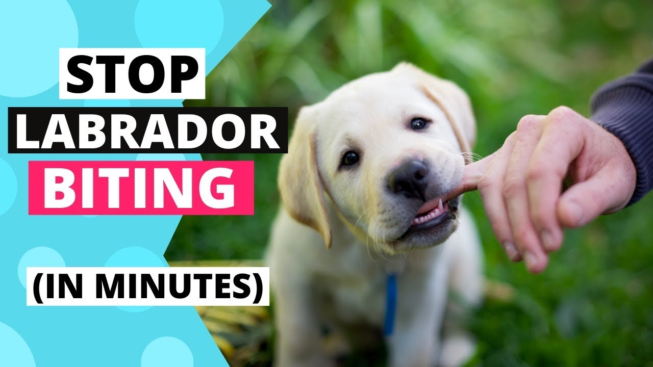 How to Stop a Labrador from Biting